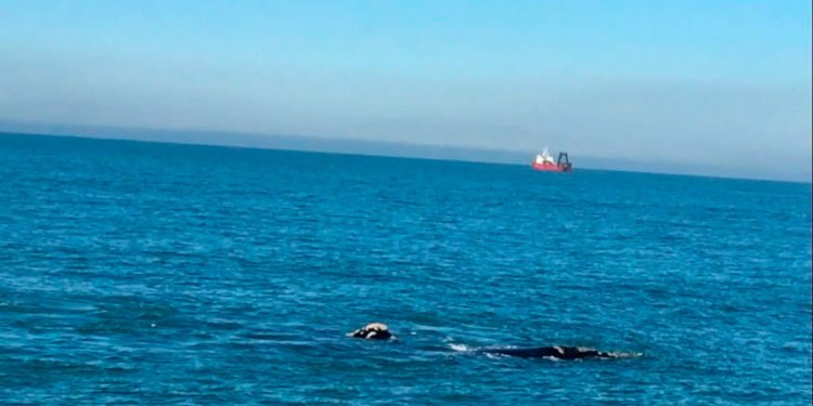Video: las ballenas regresaron a la costa de Mar del Plata