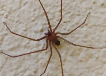 Nenita de 3 años al borde de la muerte luego de ser picada por araña de rincón