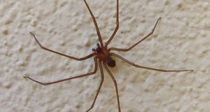 Nenita de 3 años al borde de la muerte luego de ser picada por araña de rincón