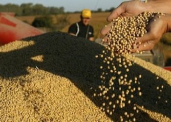 Malestar en el campo salteño por la suba de las retenciones: “Los números no cierran”