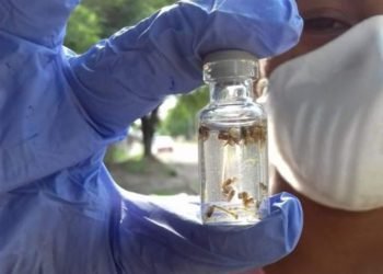 Orán intensifica acciones para combatir el dengue en el municipio