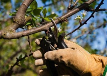 Aplicarán multas de hasta 50 mil pesos por realizar podas ilegales