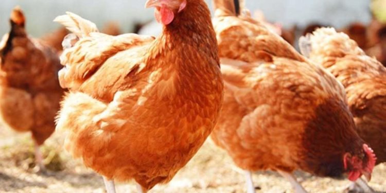 Ciencia argentina: cómo la yema del huevo puede frenar al coronavirus