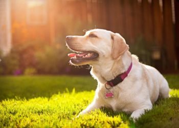 Tiempo en Salta: El otoño se despide con mañanas cálidas