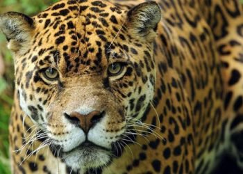 Organizaciones civiles recibieron fondos para proyectos de conservación del Yaguareté