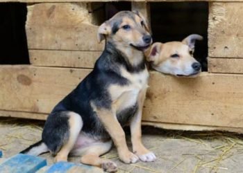 Esta es la fórmula correcta para calcular la edad de tu perro