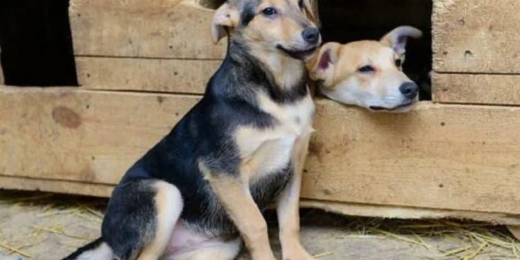 Esta es la fórmula correcta para calcular la edad de tu perro