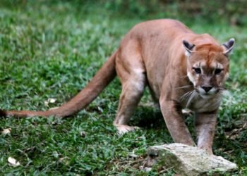 Salta: detuvieron a cinco hombres por matar cruelmente a un puma