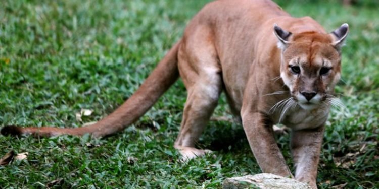 Salta: detuvieron a cinco hombres por matar cruelmente a un puma