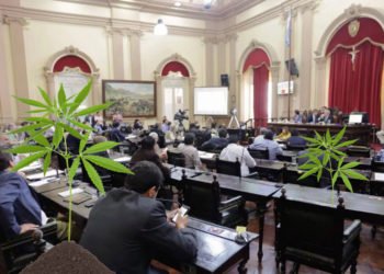 Salta adherirá a la Ley de Cannabis Medicinal
