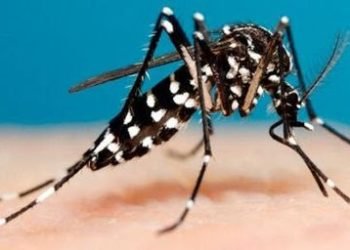 Se confirmaron 12 casos de dengue en la Provincia de Salta