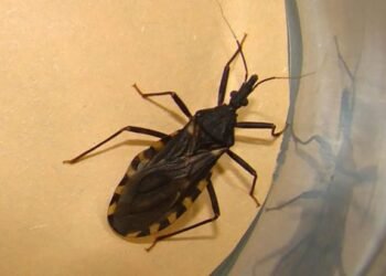 En los últimos 11 años, más de 13 mil personas fueron diagnosticadas con Chagas en Salta