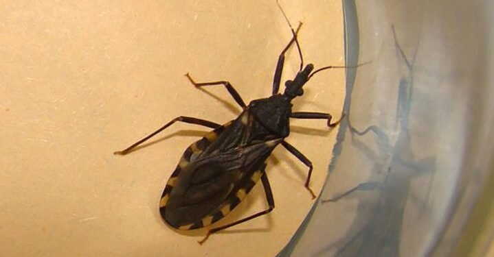 En los últimos 11 años, más de 13 mil personas fueron diagnosticadas con Chagas en Salta