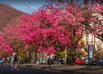 Reventaron los lapachos en Salta: el preocupante significado que hay detrás