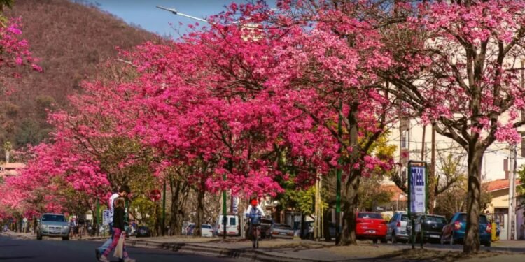 Reventaron los lapachos en Salta: el preocupante significado que hay detrás