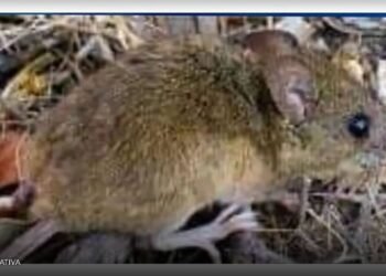 Urgente: 3 casos de Hantavirus y se encendieron las alarmas en todo Salta