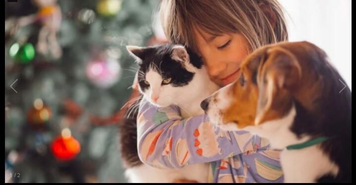 Pirotecnia en Año Nuevo: cinco consejos para proteger a perros y gatos