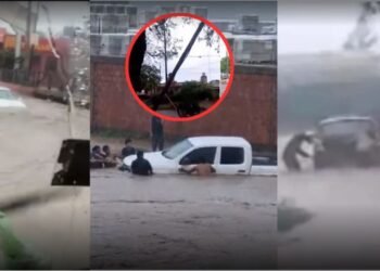 Pirotecnia en Año Nuevo: cinco consejos para proteger a perros y gatos