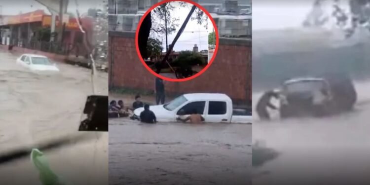 Pirotecnia en Año Nuevo: cinco consejos para proteger a perros y gatos