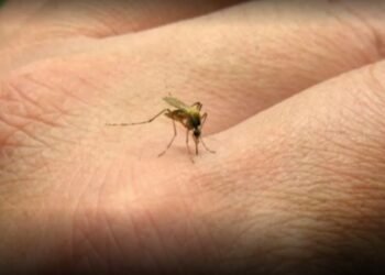 Se confirmaron 3 nuevas muertes por dengue en Salta