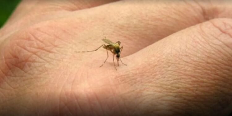 Se confirmaron 3 nuevas muertes por dengue en Salta